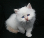Images/Kittens/P1170379.jpg